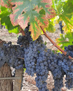 Wine Tasting Tour in St Emilion